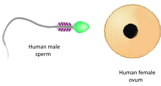 Male and female gametes.png